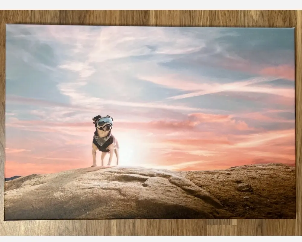 Finished CANVASDISCOUNT custom canvas print of Riff's sunset portrait — sharp detail in the eyes and fur, stretched on a wooden frame.