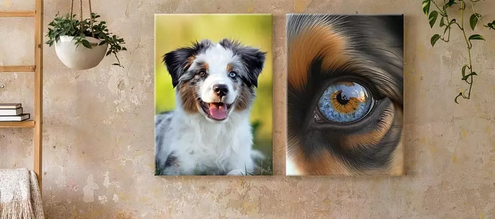 Dog canvas art: two dog photos as canvas prints on the wall