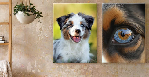 Dog canvas art: four dog photos on the wall and a golden retriever on the couch